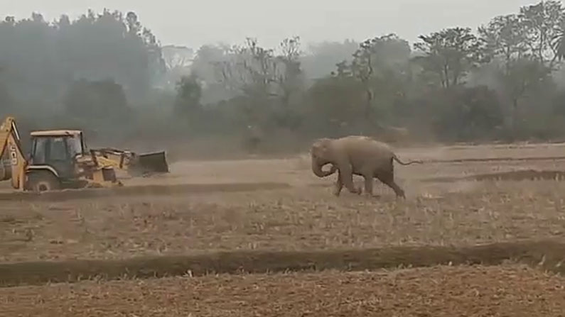 ವನ್ಯಪ್ರಾಣಿಗಳ ದಾಳಿಗೆ ಪರಿಹಾರ ಮೊತ್ತ 75 ಸಾವಿರ ರೂ.ಗೆ ಏರಿಸಿದ ಕರ್ನಾಟಕ ಸರ್ಕಾರ