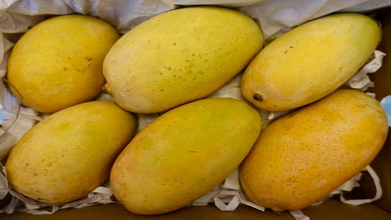 MANGO FRUIT