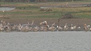 ರಾಮನಗರ ಜಿಲ್ಲೆಯ ಕೆರೆಯಲ್ಲಿ ಬೀಡುಬಿಟ್ಟಿವೆ ವಿವಿಧ ಜಾತಿಯ ಪಕ್ಷಿಗಳು; ಬೇಸಿಗೆಯಲ್ಲೂ ತುಂಬಿ ತುಳುಕುತ್ತಿದೆ ತಿಟ್ಟಮಾರನಹಳ್ಳಿ ಕೆರೆ