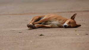 ಪ್ರಾಣಿಗಳ ಸ್ಥೂಲಕಾಯತೆ ಸಮಸ್ಯೆಯ ಲಕ್ಷಣಗಳು, ಕಾರಣಗಳು ಮತ್ತು ಚಿಕಿತ್ಸಾ ವಿಧಾನ ತಿಳಿಯಿರಿ