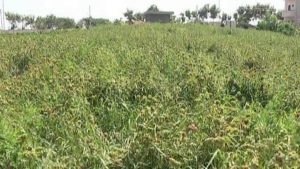 ಬೆಂಬಲ ಬೆಲೆ ಘೋಷಿಸಿ ರಾಗಿ ಖರೀದಿಸಿದ ಸರ್ಕಾರದಿಂದ ಹಣ ನೀಡದೆ ನಿರ್ಲಕ್ಷ್ಯ; ಅಧಿಕಾರಿಗಳ ವಿರುದ್ಧ ರೈತರ ಆಕ್ರೋಶ