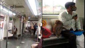 ಮೆಟ್ರೋ ಹತ್ತಿದ್ದ ಮಂಗ; ಅಸಲಿ ವಿಷಯ ತಿಳಿಸಿದ ಅಧಿಕಾರಿಗಳು