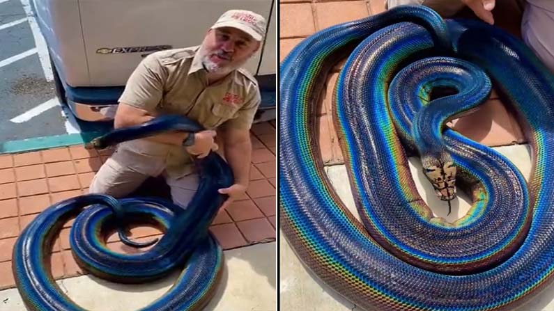 Rainbow python video goes viral in social media | Viral Video ...