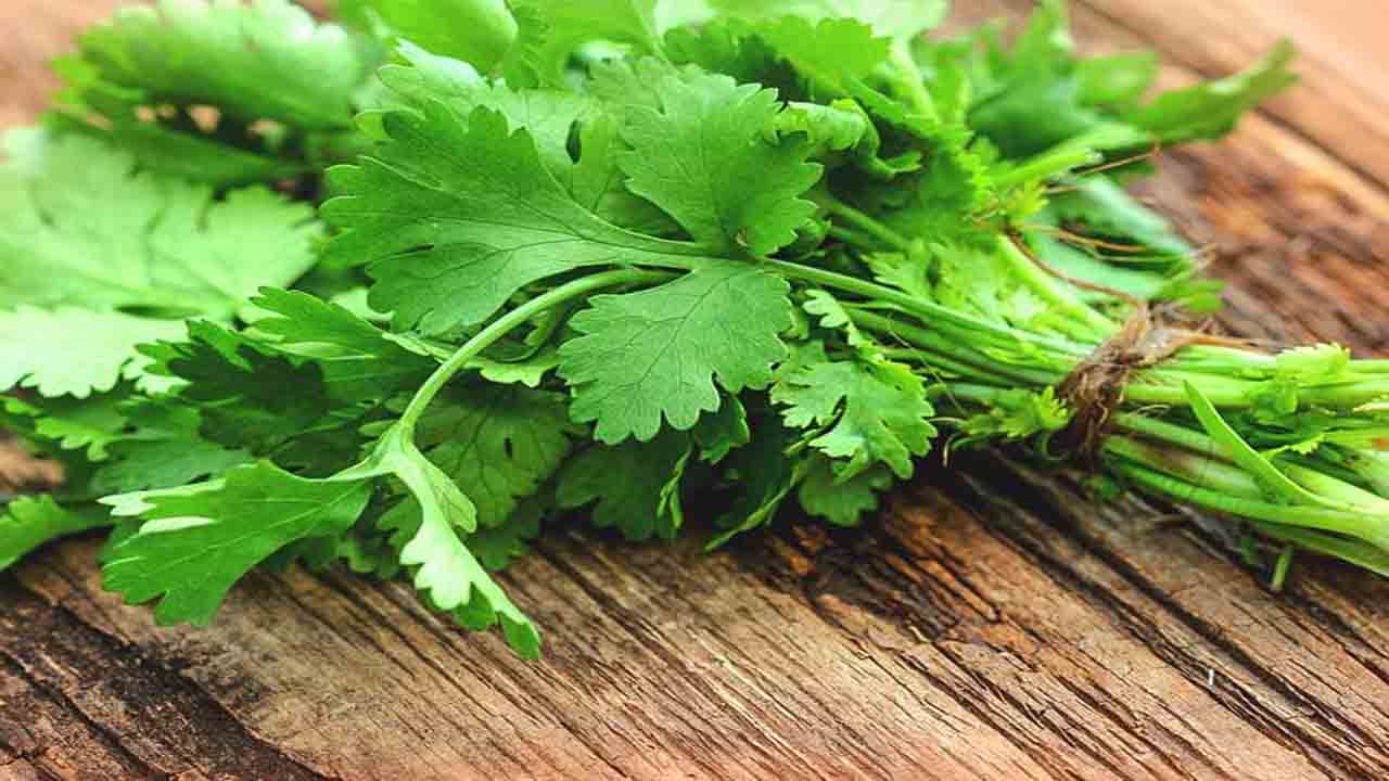 Coriander dhania health benefits its control diabetes blood pressure level check in Kannada