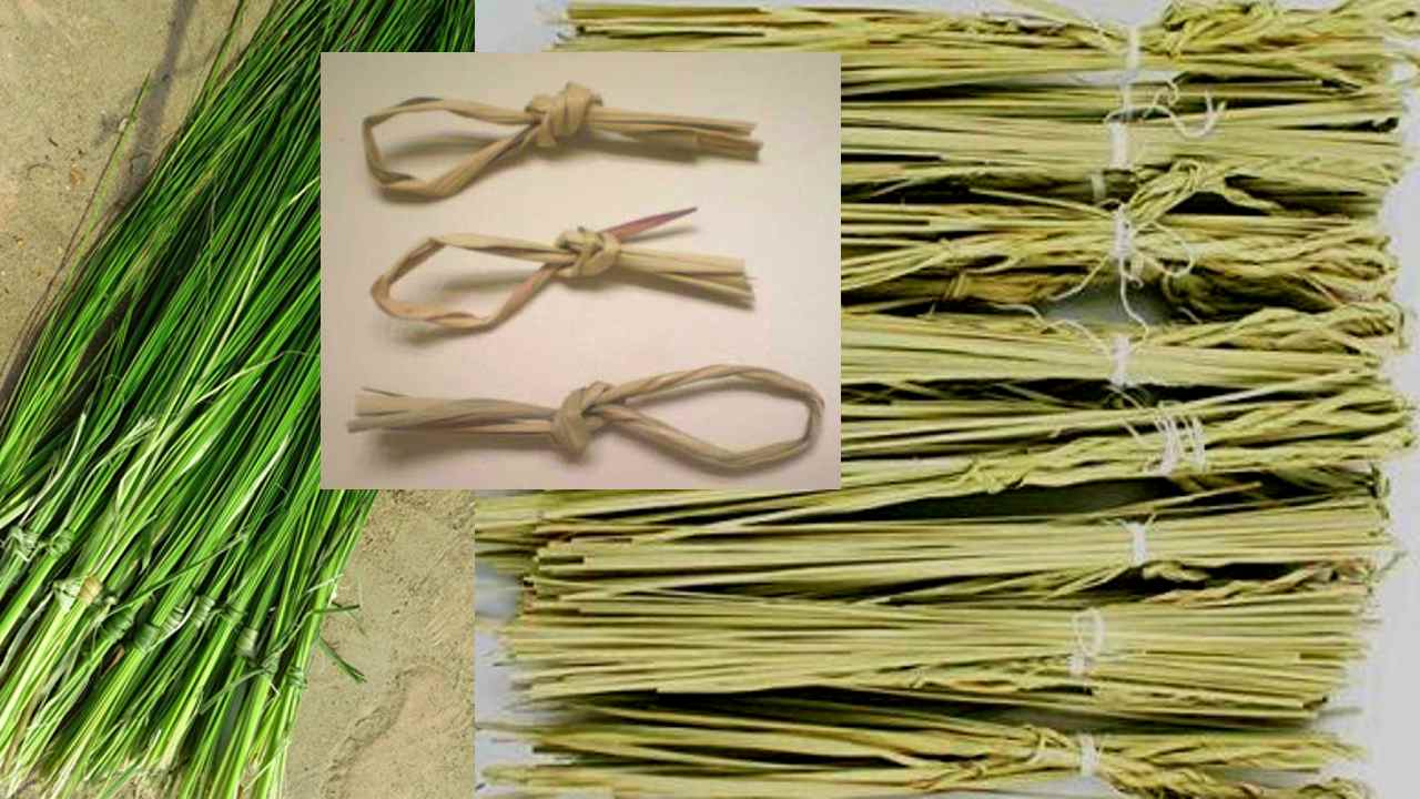 Sacred Darbha or Kusha Grass usage in Vedic rituals Traditional