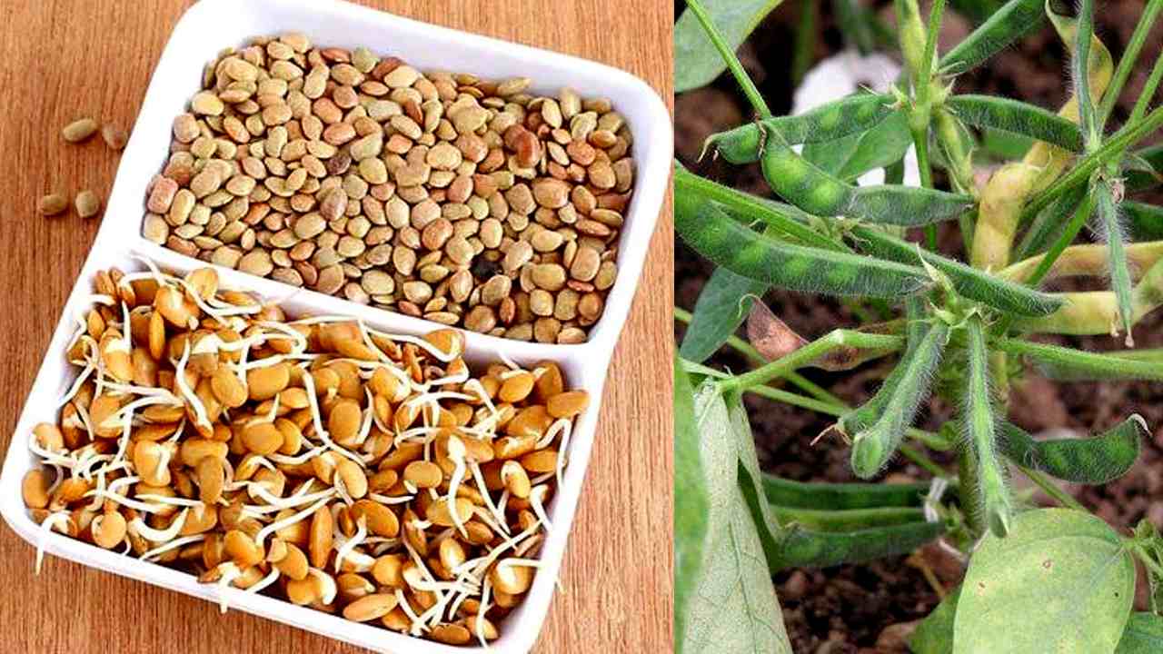 know the health benefits of horse gram in kannada Horse Gram health