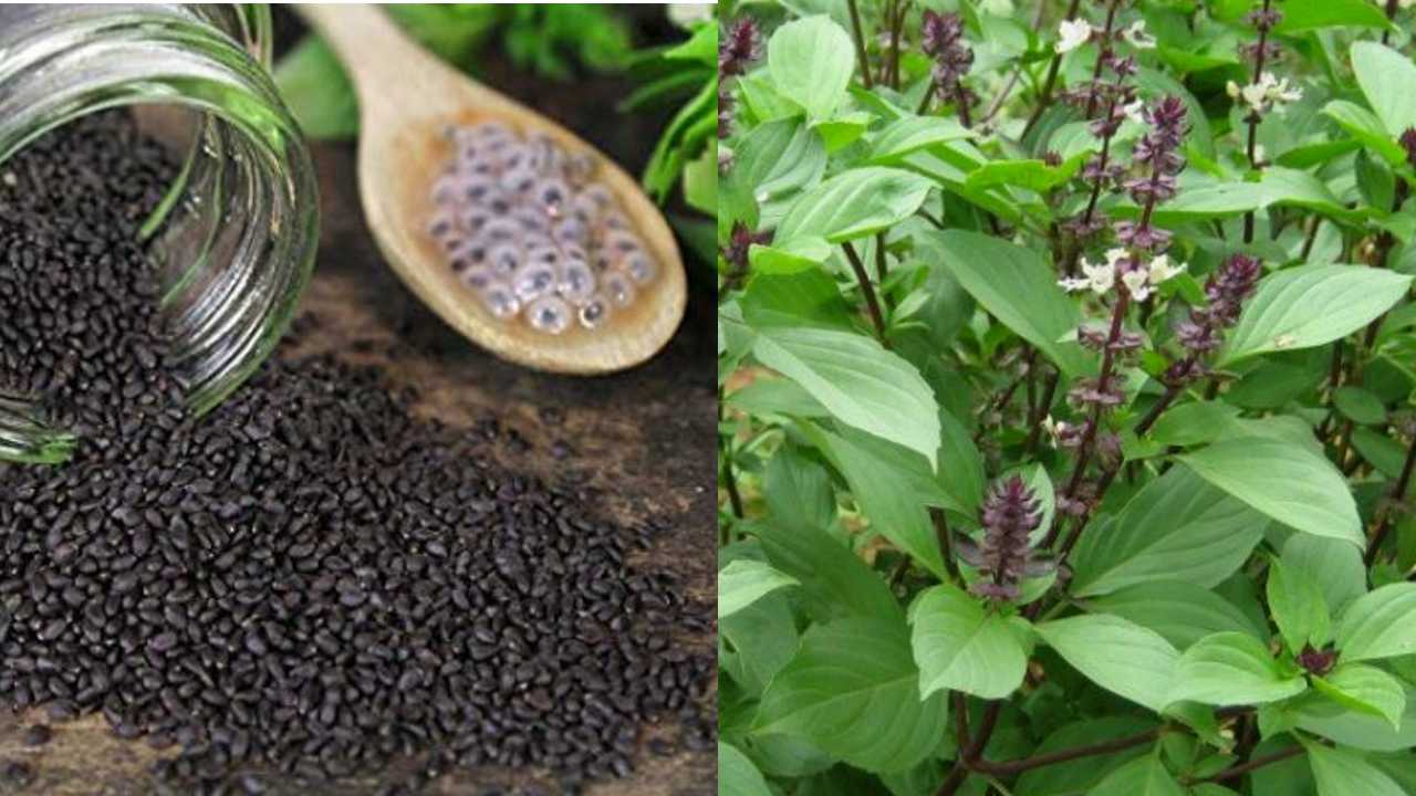 Kama kasturi ಬೇಸಿಗೆ ಕಾಲ ಬರುತ್ತಿದೆ, ಉರಿ ಮೂತ್ರ ಕಾಡಿದರೆ ಇದನ್ನು ಬಳಸಿ