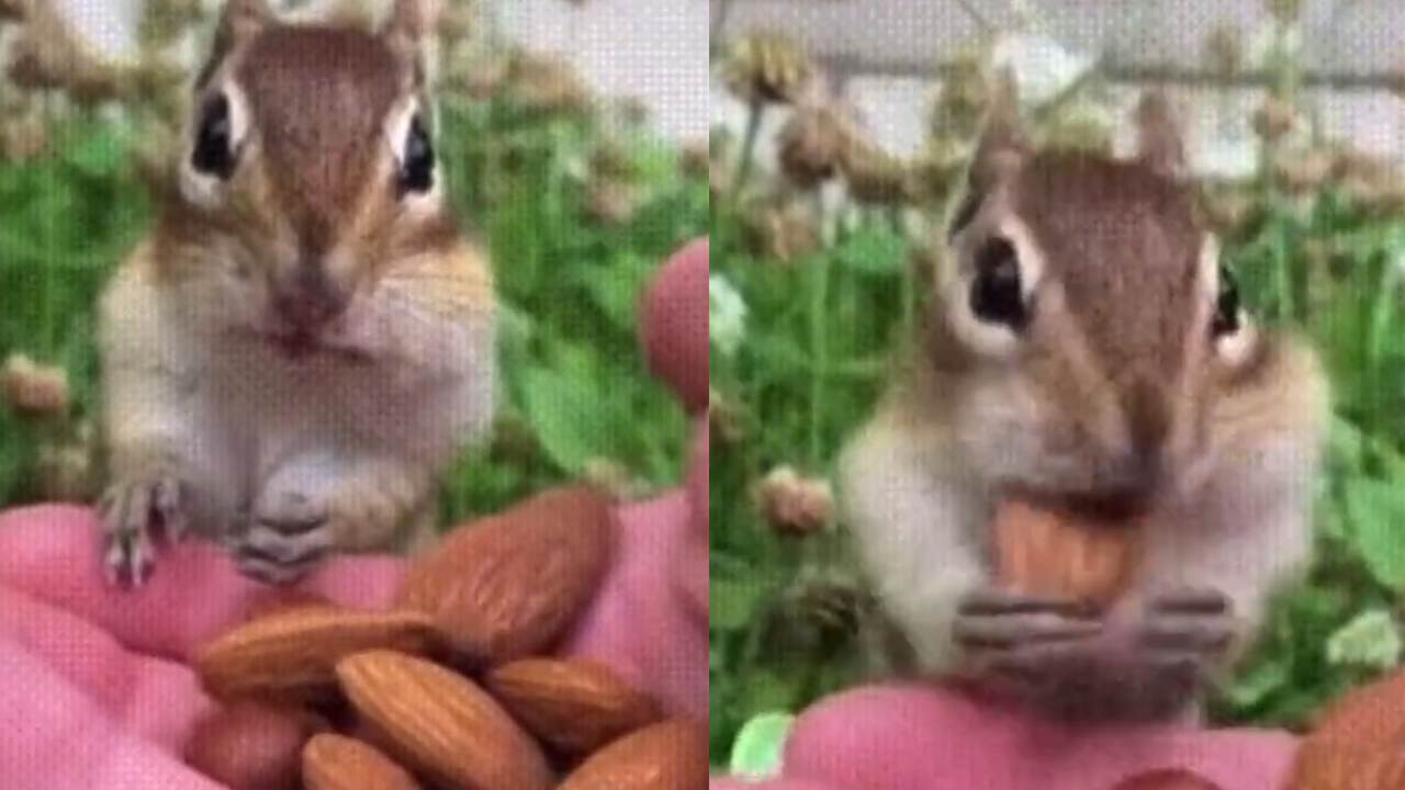 Squirrel Tastes Almonds for the First Time Video Viral Video ಮೊದಲ