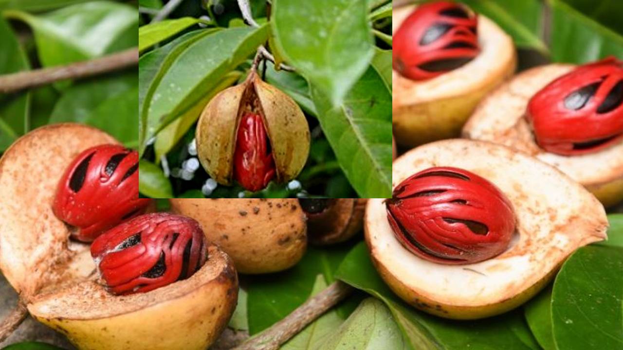 Nutmeg ಜಾಕಾಯಿಗೆ ಇದೆ ಹತ್ತಾರು ಹೆಸರು, ಜೊತೆಗೆ ಹತ್ತಾರು ಆರೋಗ್ಯಕಾರಿ