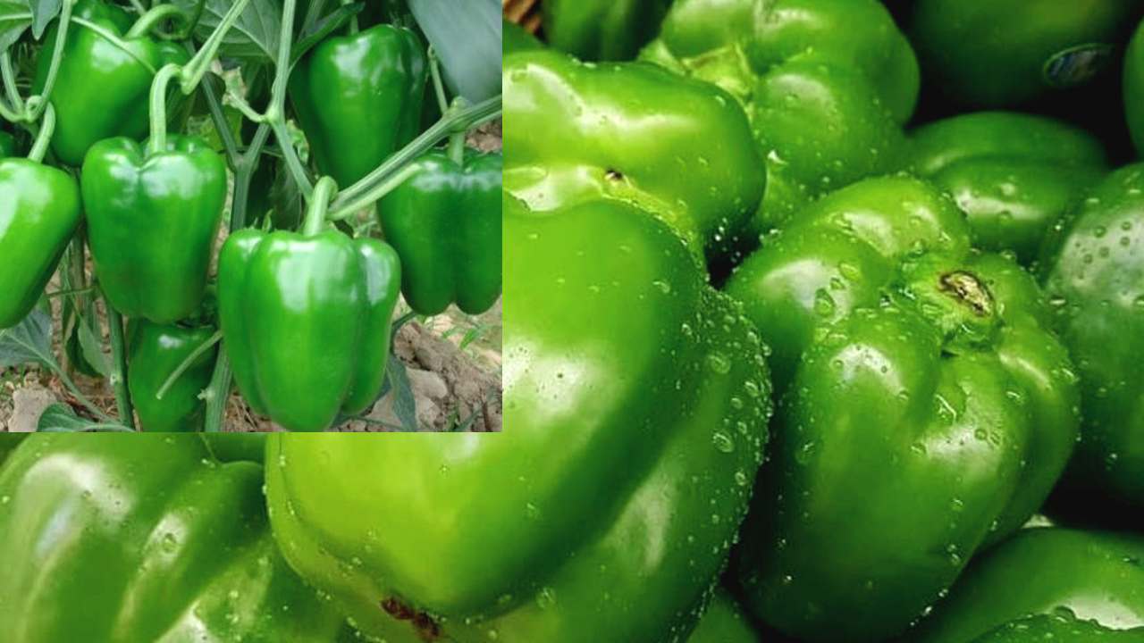 shimla mirch crop Farmers earning increases by cultivating capsicum