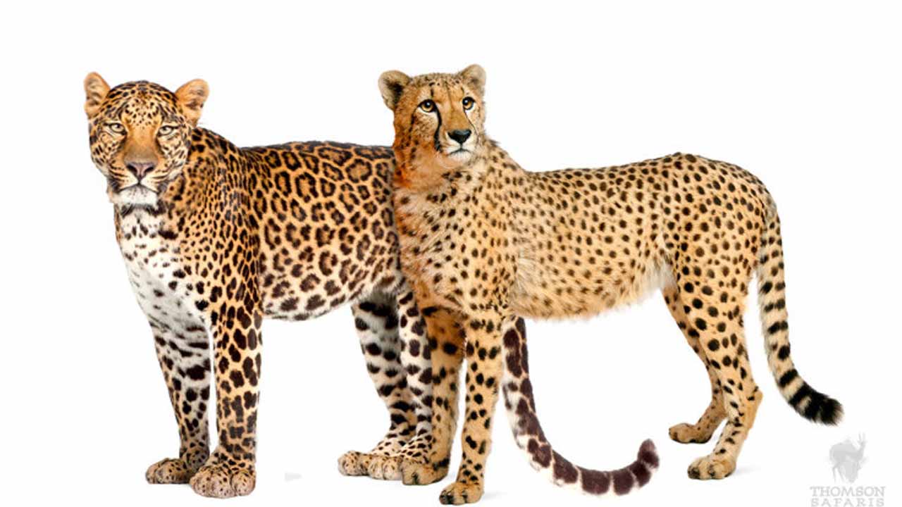 Гепард и леопард разница
