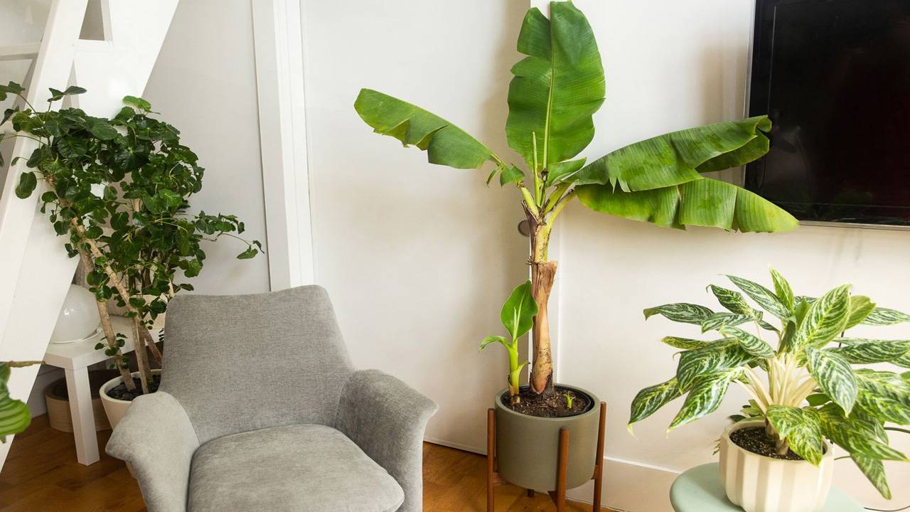 Right Place To Plant Banana Trees As Per Vastu Shastra Vastu Tips ಈ ದಿಕ್ಕಿನಲ್ಲಿ ಬಾಳೆಗಿಡ