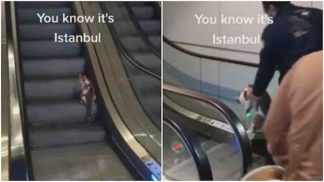 Hilarious video of a cat trying to climb up an escalator leaves