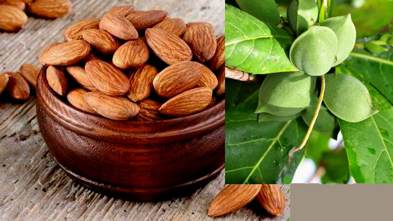 Here are 5 reasons why Badam almonds are best weight loss know details