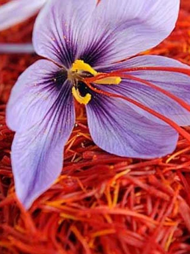 ಕೇಸರಿ ಹೂವಿನಲ್ಲಿದೆ ಹಲವು ಆರೋಗ್ಯ ಪ್ರಯೋಜನ TV9 Kannada Saffron Flower