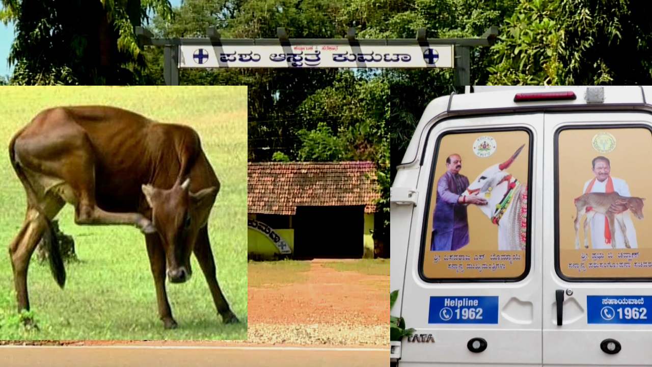 Cows in uttara kannada district facing health Problems veterinary staff shortage, Animal