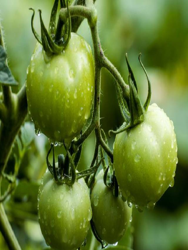 ಕಾಯಿ ಟೊಮೆಟೊಗಳು ಆರೋಗ್ಯವನ್ನು ಕಾಪಾಡುವಲ್ಲಿ ಸಹಾಯಕವಾಗಿದೆ ಎಂದು ನಿಮಗೆ