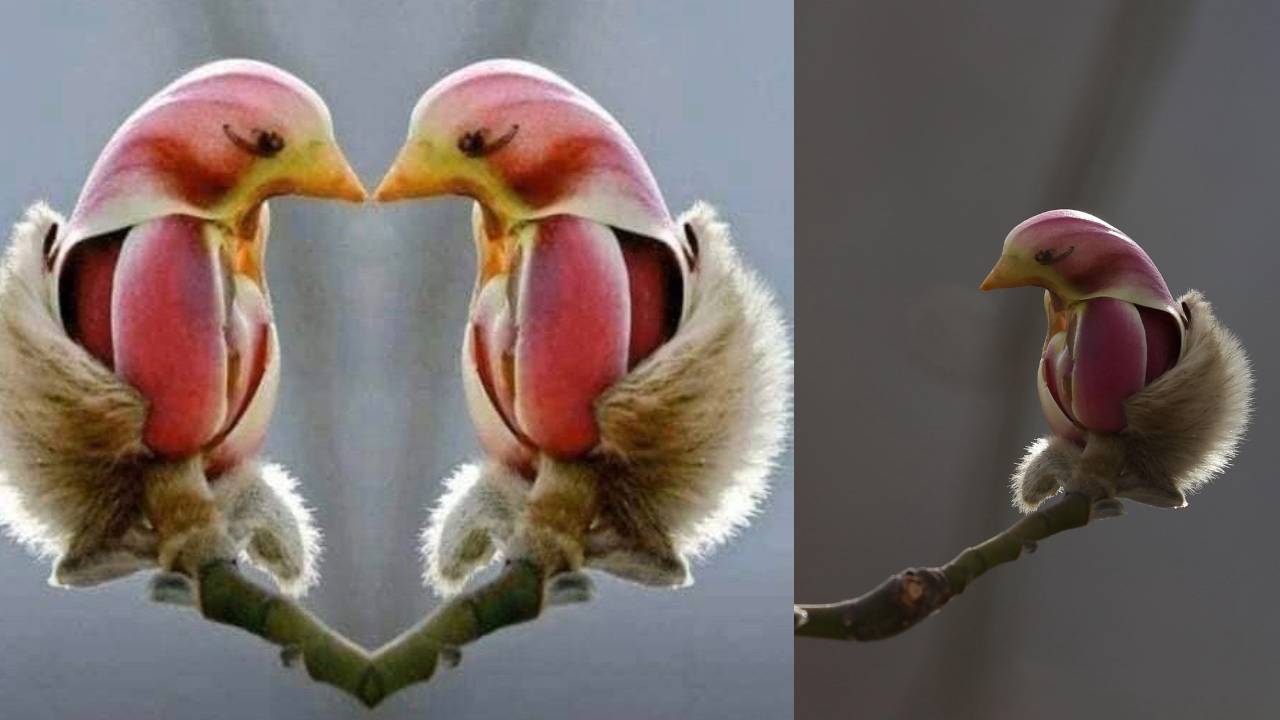 Yulan Magnolia Flowers This flower looks like a beautiful little bird