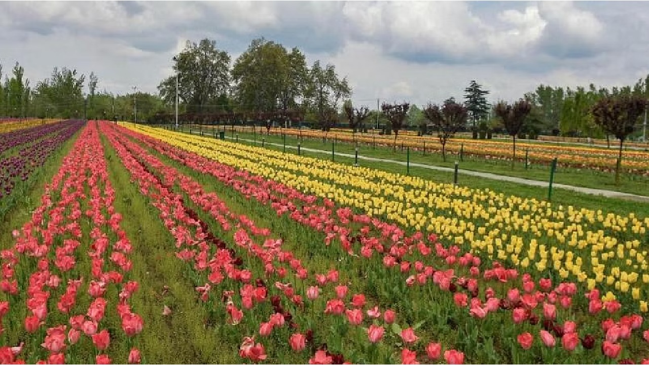 Asia’s largest Tulip garden Flower Show in Srinagar TV9 Kannada